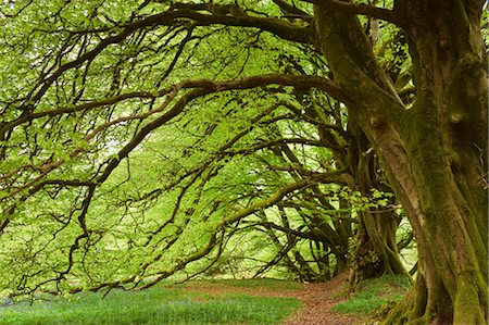 Beech Forest in Spring, Beaminster, Dorset, England Foto de stock - Con derechos protegidos, Código: 700-03520409