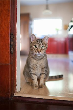 Cat Sitting in Doorway, Seattle, Washington, USA Stock Photo - Rights-Managed, Code: 700-03554474