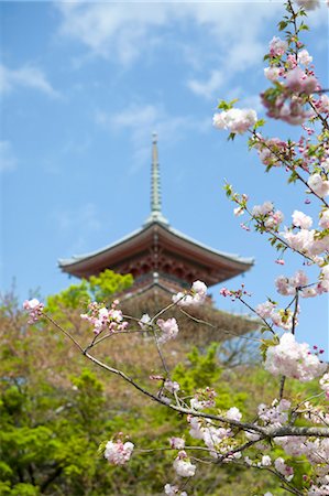 Cherry Blossom, Kiyomizu Temple, Kyoto, Kyoto Prefecture, Kansai Region, Honshu, Japan Stock Photo - Rights-Managed, Code: 700-03556733