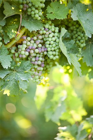 Grapes in Vineyard Stock Photo - Rights-Managed, Code: 700-03586306