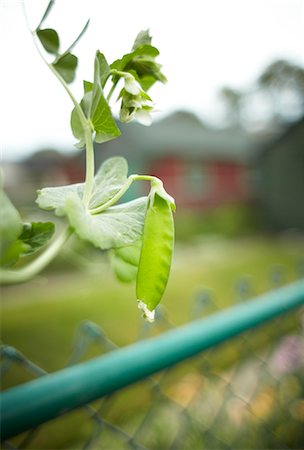 simsearch:700-06334366,k - Organic Snap Peas, Ontario, Canada Stock Photo - Rights-Managed, Code: 700-03596237