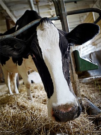 Portrait of Holstein Dairy Cow in Barn, Ontario, Canada Foto de stock - Con derechos protegidos, Código: 700-03621435