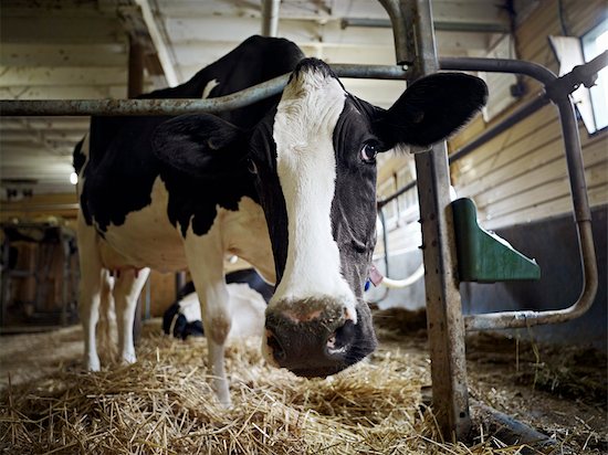 holstein dairy cow. Portrait of Holstein Dairy Cow