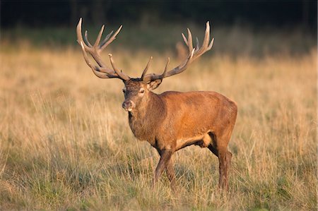 red deer (animal) - Red Deer in Field Stock Photo - Rights-Managed, Code: 700-03622702