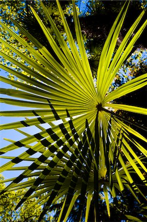 palm leaf - Palm Leaf, Villa Carlotta, Tremezzo, Lake Como, Lombardy, Italy Stock Photo - Rights-Managed, Code: 700-03644349