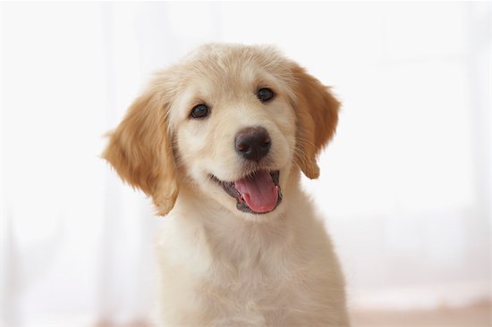 cute goldendoodle puppy. Portrait of Goldendoodle Puppy