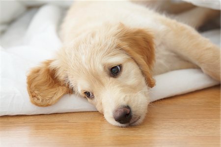 encantador - Portrait of Goldendoodle Puppy Foto de stock - Con derechos protegidos, Código: 700-03644611