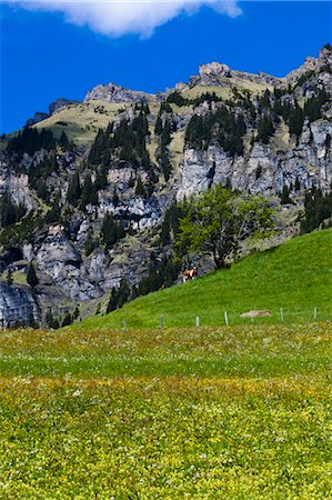 fenced in - Field, Jungfrau Region, Bernese Alps, Switzerland Stock Photo - Rights-Managed, Code: 700-03654547