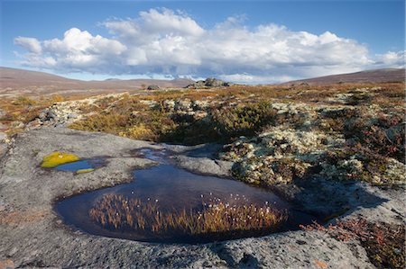 simsearch:400-05668316,k - Autumn in Dovrefjell-Sunndalsfjella National Park, Norway Stock Photo - Rights-Managed, Code: 700-03659265