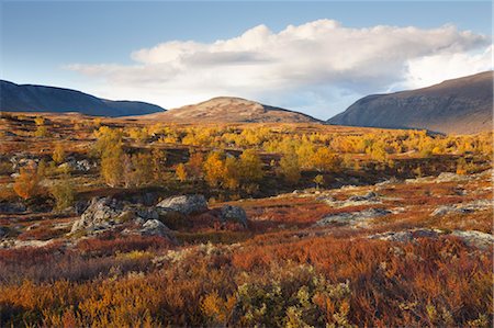 subalpine larch - Autumn in Dovrefjell-Sunndalsfjella National Park, Norway Stock Photo - Rights-Managed, Code: 700-03659261