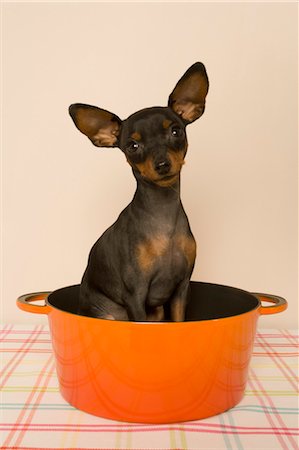 Dog Sitting in Saucepan Stock Photo - Rights-Managed, Code: 700-03660006