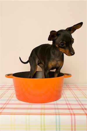 playful dog not playing not people - Dog Standing in Saucepan Stock Photo - Rights-Managed, Code: 700-03660008