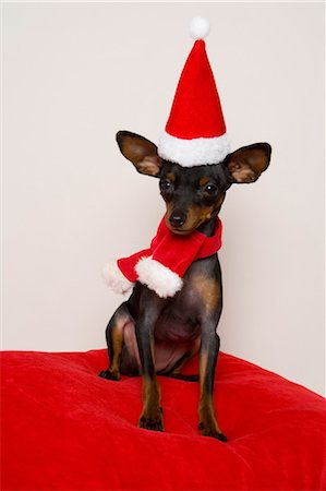 dog christmas pictures - Dog Wearing Santa Hat and Scarf Stock Photo - Rights-Managed, Code: 700-03660011