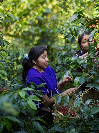 Young Girls Picking Coffee Cherries on Coffee Plantation, Finca Vista Hermosa, Huehuetenango, Guatemala Stock Photo - Rights-Managed, Code: 700-03686219