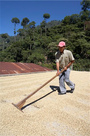 Drying Coffee Beans, Finca Villaure, Huehuetenango, Guatemala Stock Photo - Rights-Managed, Code: 700-03686239