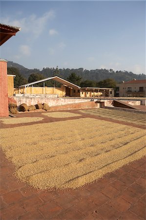 processing plant - Coffee Beans Drying on Patio, Finca Filadelfia, Antigua Guatemala, Guatemala Stock Photo - Rights-Managed, Code: 700-03686251