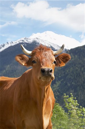 dairy cows looking at camera - Portrait of Cow in French Alps, Val-d'Isere, Savoie, France Stock Photo - Rights-Managed, Code: 700-03682084