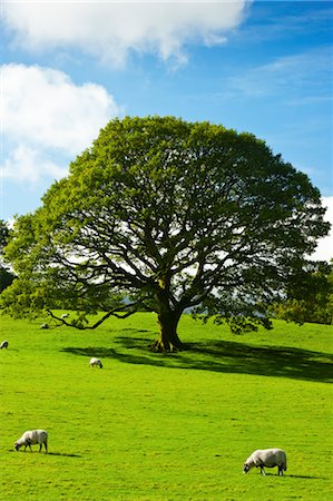 quercus sp - Sheep and  Oak Tree in Meadow, Keswick, Cumbria, England Stock Photo - Rights-Managed, Code: 700-03682158