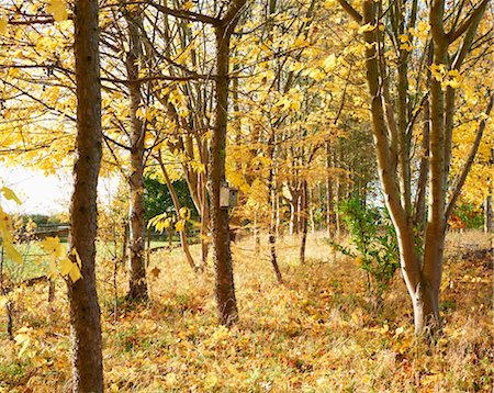 Bird House on Tree Woodland Plantation in Autumn, Cotswolds, Gloucestershire, England Stock Photo - Rights-Managed, Code: 700-03682440