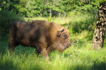 European Bison in Meadow, Hesse, Germany Stock Photo - Rights-Managed, Code: 700-03682442