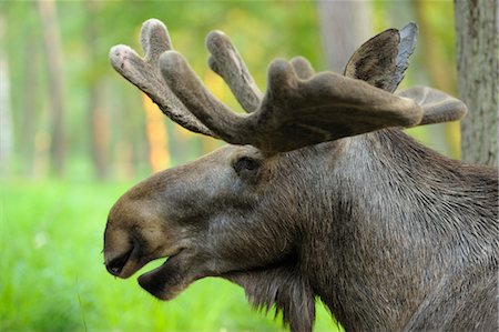 Portrait of Bull Moose in Forest, Hesse, Germany Stock Photo - Rights-Managed, Code: 700-03682455