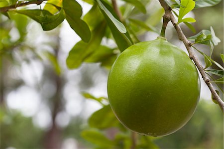 fruit tree - Inedible Calabash Fruit Stock Photo - Rights-Managed, Code: 700-03696964