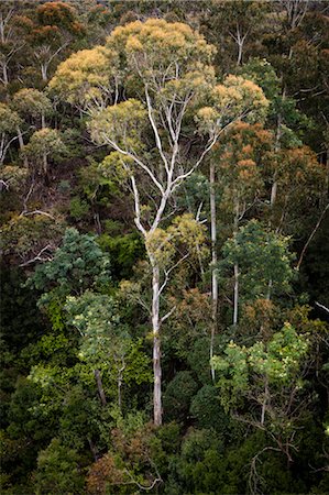 eucalypt tree - View from Bridal Veil Lookout, Leura, The Blue Mountains, New South Wales, Australia Stock Photo - Rights-Managed, Code: 700-03692126