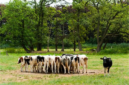 Cows, 's-Hertogenbosch, North Brabant, Netherlands Foto de stock - Con derechos protegidos, Código: 700-03720131