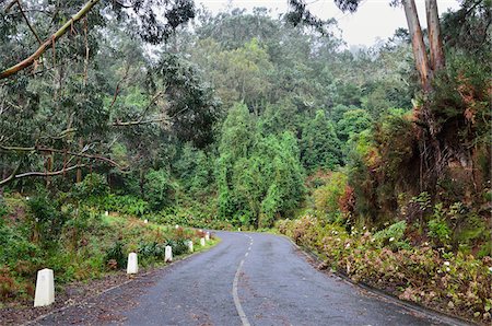 Road through Forest, Madeira, Portugal Stock Photo - Rights-Managed, Code: 700-03737957