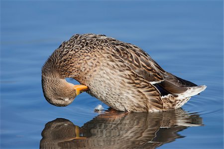 foreground space - Female Mallard, Germany Stock Photo - Rights-Managed, Code: 700-03766805