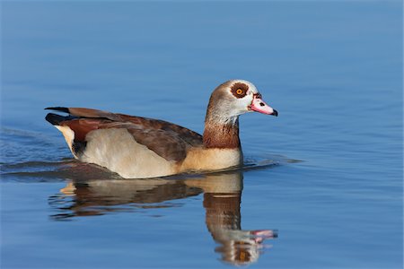 simsearch:841-03674388,k - Egyptian Goose, Germany Stock Photo - Rights-Managed, Code: 700-03766807