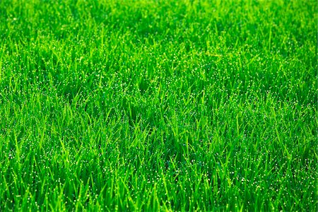 rice paddy - Morning Dew on Rice Plants, Prachinburi Province, Thailand Stock Photo - Rights-Managed, Code: 700-03762384