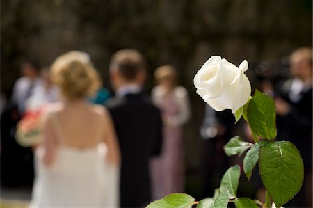 romantic couples anonymous - White Rose at Wedding Stock Photo - Rights-Managed, Code: 700-03777797