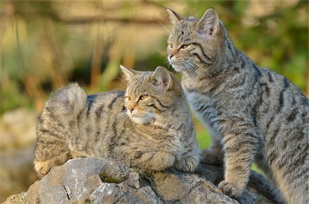 Wildcats, Hesse, Germany Stock Photo - Rights-Managed, Code: 700-03787396