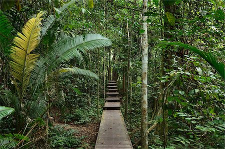 Boardwalk Through Rainforest, Taman Negara National Park, Pahang, Malaysia Stock Photo - Rights-Managed, Code: 700-03799559