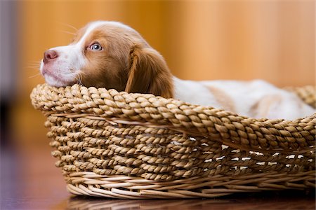 8 Week Old Brittany Spaniel Puppy Stock Photo - Rights-Managed, Code: 700-03805249