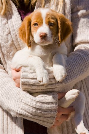 Woman Holding 8 Week Old Brittany Spaniel Puppy Foto de stock - Con derechos protegidos, Código: 700-03805251