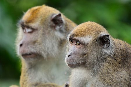 Macaques, Sabah, Borneo, Malaysia Fotografie stock - Rights-Managed, Codice: 700-03805286