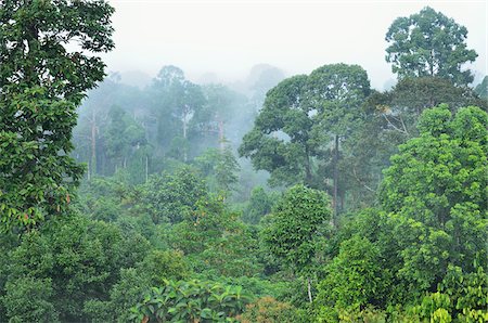 Rainforest, Sepilok Rainforest Discovery Center, Sabah, Borneo, Malaysia Stock Photo - Rights-Managed, Code: 700-03805289