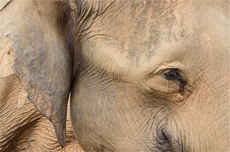 endangered - Close-Up of Asian Elephant, Lok Kawi Wildlife Park, Sabah, Borneo, Malaysia Stock Photo - Rights-Managed, Code: 700-03805296