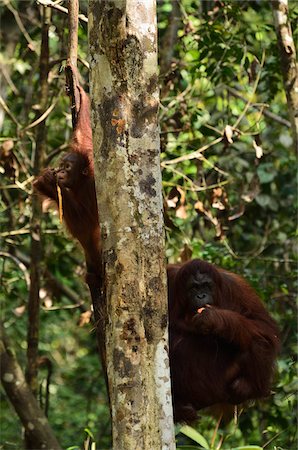 Orangutan, Semenggoh Wildlife Reserve, Sarawak, Borneo, Malaysia Stock Photo - Rights-Managed, Code: 700-03805311