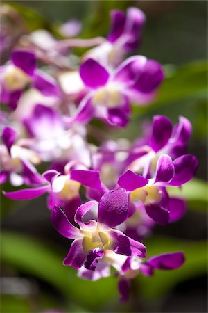 purple flower - Orchid, Kauai, Hawaii, USA Stock Photo - Rights-Managed, Code: 700-03865692