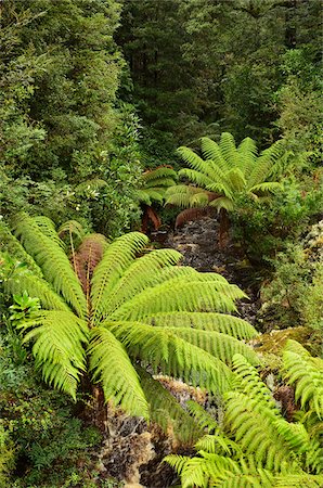 Savage River, Arthur-Pieman Conservation Area, Tasmania, Australia Stock Photo - Rights-Managed, Code: 700-03907616