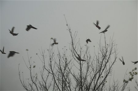 flock - Silhouette of Birds, Towong, Victoria, Australia Stock Photo - Rights-Managed, Code: 700-03907644