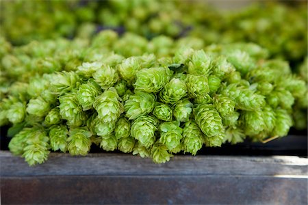 Close-Up of Hops Wreath, Viktualienmarkt, Munich, Germany Stock Photo - Rights-Managed, Code: 700-03901058