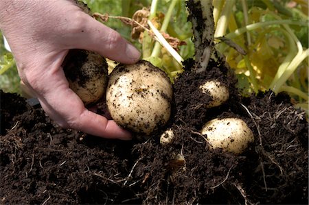 potato farm - New Potatoes (Pentland Javelin) Stock Photo - Rights-Managed, Code: 824-02888632
