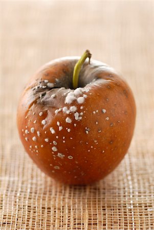 Rotten apple Stock Photo - Rights-Managed, Code: 825-05812674