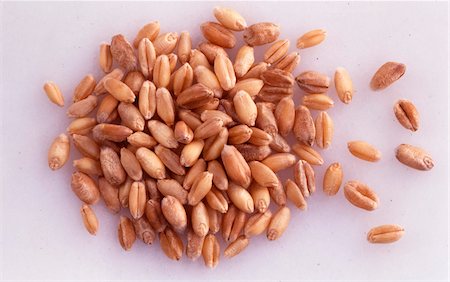 Grains of wheat Foto de stock - Con derechos protegidos, Código: 825-05987807