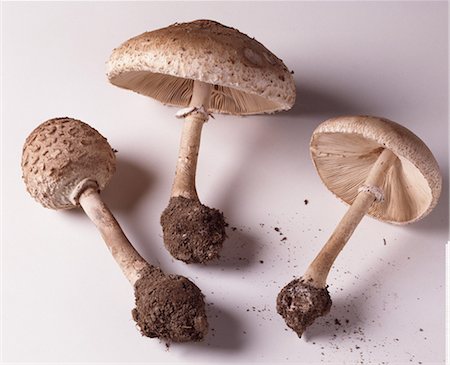 simsearch:825-06047612,k - Coulemelle mushrooms Stock Photo - Rights-Managed, Code: 825-05988645