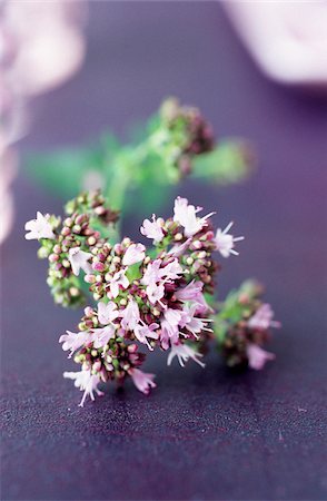 purple subject - Flowering thyme Stock Photo - Rights-Managed, Code: 825-06046856